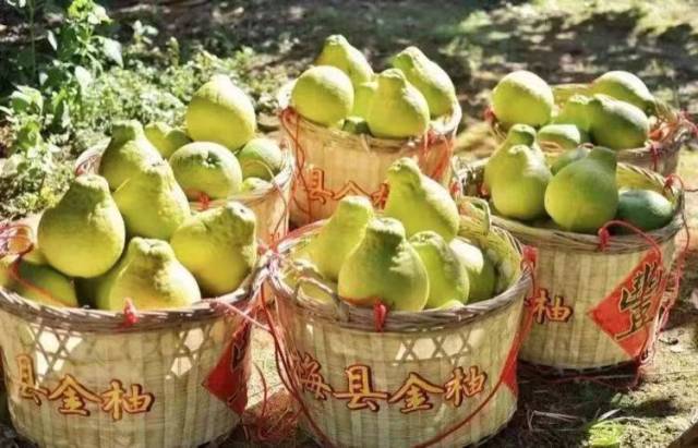 守護(hù)梅州柚金字招牌！30 家企業(yè)“亮劍”，承諾“不早摘、控品質(zhì)、強(qiáng)品牌”！